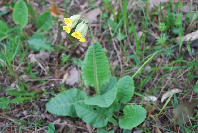 Primula veris?